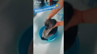 Волки позорные.