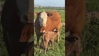 What happens when a bull hangs out with the cows? #farmlife #cows #beef