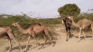 Camel searching food in desert|| Desert Life of animals||