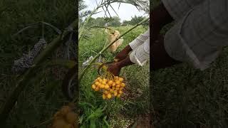 Barhi Dates available #datesfarm #karimnagar