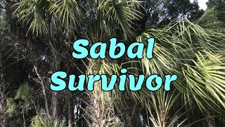 Sabal "survivor"