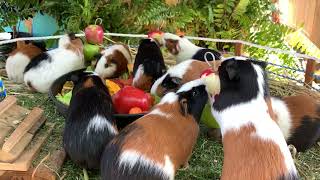 Baby Guinea Pigs everywhere