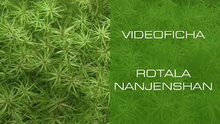 Rotala Nanjenshan - VideoFicha - Disfruta de sus tonos amarillos - PezVerde