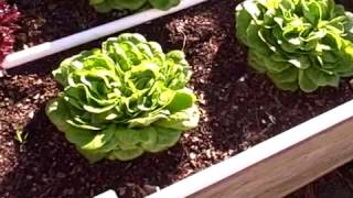 Pittman's Pumpkin Patch Garden Patch 2016 part 13