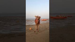 Camel 🐪 In Bech