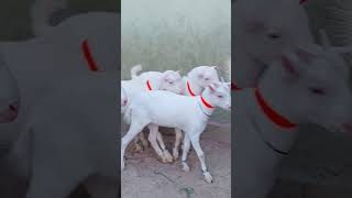 Teddy Coats Inside White Pink گوٹ #shortvideo #ytshorts #shahzaibgoatfarm