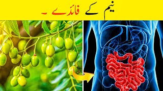 Neem ke Phal ke Shandar Faidey – Sehat aur Jism ke liye Jadui Asar –Benefits Of Neem fruit