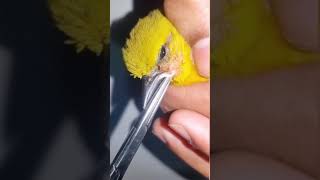 Cuterebra Being Removed From A Tweety Bird's Nose #shorts #tiktok #bugs