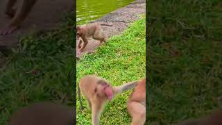 Really funny reaction moment of adorable monkey Leo playing very funny with little Jovi Vs Kanzo