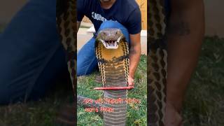 কিং কোবরা সাপ কোথায় পাওয়া যায়? King Cobra Snake Location #snakevideo #snake #সাপ