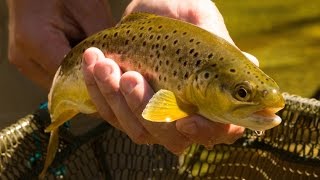 Mountain Browns