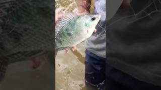 #shortvideo #amazingfishing 😳🐬