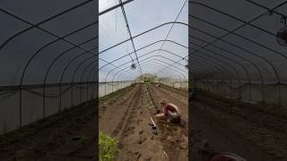 Planting a full greenhouse of tomatoes 🍅 (300 plants)  #organicfarming