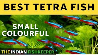 TOP 5 TETRAS for Planted Tank