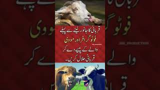 halaal qurbani #eidmubarak #eid #eidspecial @updownvideos