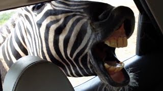 SAFARI ANIMALS - World's Funniest PEOPLE Reactions