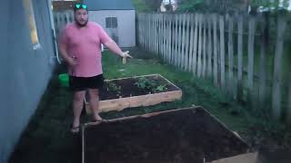 How to Plant Sweet Corn in a Raised Bed