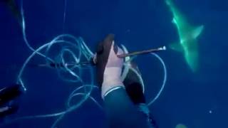 Spear fisherman with Tuna defends against 2 sharks