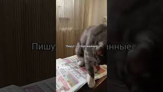 Лучше бы не читала😂😂 #catshorts #прикол #котики #funny