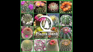 Over 40 Varieties of Cactus Seeds – 2500 Seeds – Free Shipping