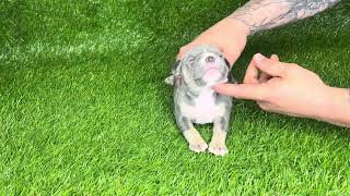 Blue Tri Pocket American Bully Female Available For Sale ‘Zena’ 2 weeks old