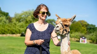 Alpaca Walking Experience at Whipsnade Zoo