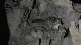 Four Western Quoll Youngsters Dispersing for the Night!!!