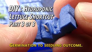 DIY: Hydroponic Lettuce Shortcut — Part 3/3: Outcome Of Simplified Sowing Using Foam Mat Grow Medium