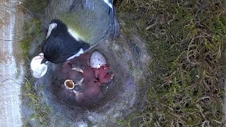 Sehr fotogenes Schlüpfen eines Kükens! | 14.05.2023