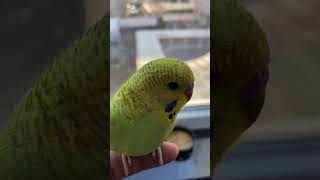 Sam starts to sit now :) #budgies #parrot #pets #shorts #sia #snowman