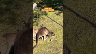 #Kangaroo in San Diego Zoo from #Australia. #USA