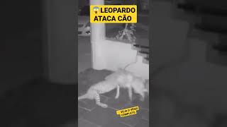 LEOPARDO ATACA CÃO #Shorts #shortsvideo #shortsfeed