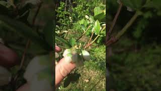 #asmr #shorts #flowers 💙🫐blueberry blossoms 🫐💙 #fruit #garden #food #growyourownfood #nature