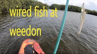 wired fish at weedon island