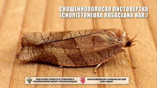 Скошеннополосая листовертка (Choristoneura rosaceana Нar.)