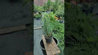 Интересный можжевельник Блю эроу варигата #сад #дача #plants #растения #gardening