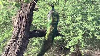 Peacock Gir Forest