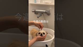 【今週はお風呂動画🐶🫧】お楽しみに〜😍 #shorts