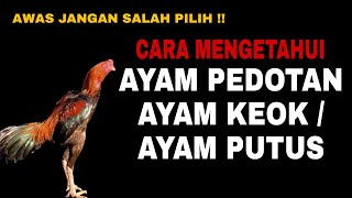 BANYAK YANG MASIH SALAH PILIH || Cara mengetahui ayam pedotan, ayam keok atau ayam putus