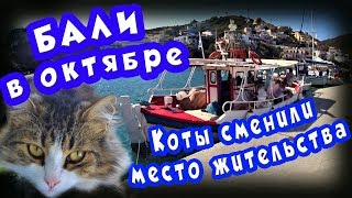 КРИТ ☀️ БАЛИ в октябре ⛵ Перевозим котов в ФАРОС 🐱