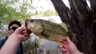 Giant Bedding Bass at Local Bay Area Lake! (Spotted Bass)