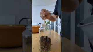 Easy Terrarium for Beginners // DIY Terrarium // Recycle Empty Spaghetti Sauce Jar