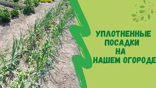 🍅🌱🌿Уплотненные посадки на нашем огороде