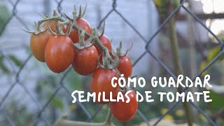 CÓMO GUARDAR SEMILLAS DE #TOMATE | Huerta y comunidad 🌱