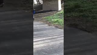 Dirt bike Wheelie Gone Wild Trail Fiasco!