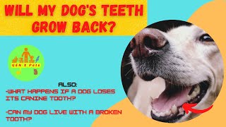 Will my dog's teeth grow back? | Can dogs eat with missing teeth? | Dog live without canine tooth?