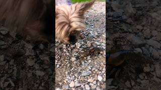 🤪 Yorkie Vs. Crawfish #yorkie #crawfish #playful #teasing #funnydogvideo #dogshorts #lol