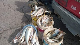 una de las mejores carnada para la pescadilla en Bahía san blas.......