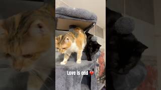 Girl cat with boy cat but love is end