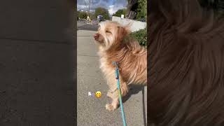 Walking my shaggy dog on a windy day